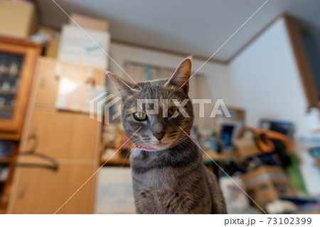 猫 ネコ ねこ キジトラ 白 グレー 子猫 雌 メス 雌ねこ 雌ネコ 雌猫 元気 かわいい 癒し 73102399