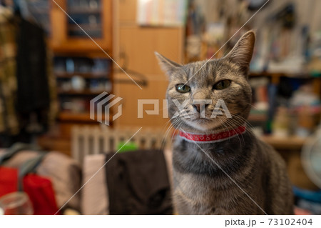 猫 ネコ ねこ キジトラ 白 グレー 子猫 雌 メス 雌ねこ 雌ネコ 雌猫 元気 かわいい 癒し 73102404