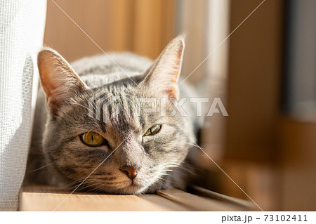 猫 ネコ ねこ キジトラ 白 グレー 子猫 雌 メス 雌ねこ 雌ネコ 雌猫 元気 かわいい 癒しの写真素材