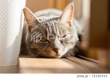 猫 ネコ ねこ キジトラ 白 グレー 子猫 雌 メス 雌ねこ 雌ネコ 雌猫 元気 かわいい 癒しの写真素材