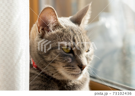 猫 ネコ ねこ キジトラ 白 グレー 子猫 雌 メス 雌ねこ 雌ネコ 雌猫 元気 かわいい 癒しの写真素材
