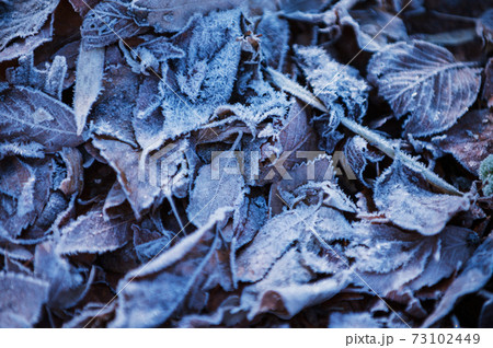 凍った落ち葉 73102449