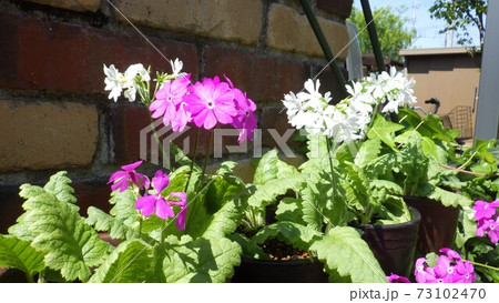 春を装うサクラソウ 73102470