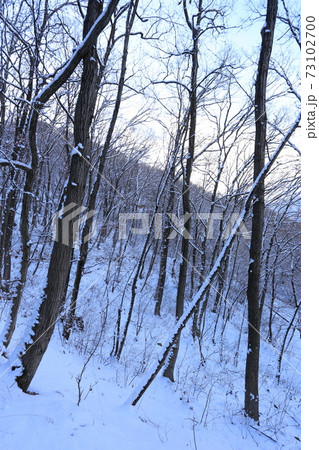 雪の積もった雑木林 雪の積もった雑木林 73102700