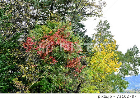 阿寒湖で見たきれいに色づいたヤマブドウの紅葉＠北海道 73102787
