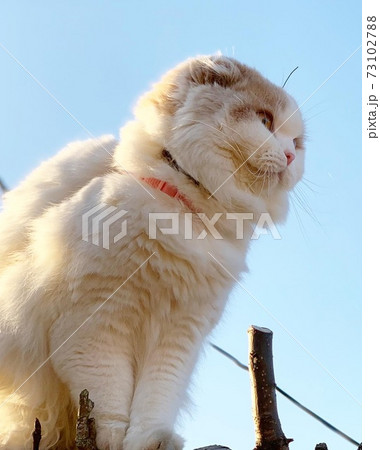 木登り猫の頭にりんごのヘタがついた 木登り猫の頭にりんごのヘタがついた 73102788