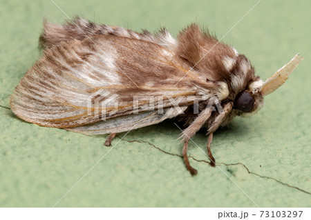 Brazilian white moth Brazilian white moth 73103297