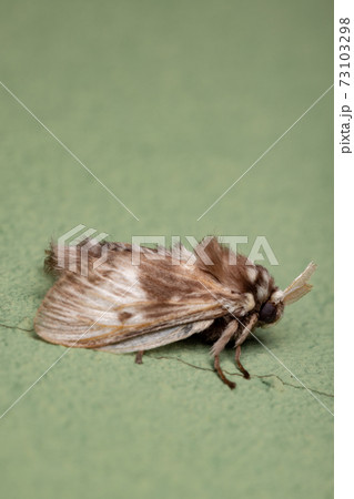 Brazilian white moth Brazilian white moth 73103298