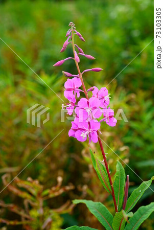 1591　ヤナギラン 73103305