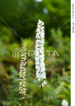 1592 サラシナショウマ 1592 サラシナショウマ 73103309