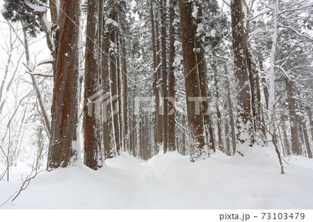 雪の降る中、戸隠神社奥社への巨木 杉並木 雪の降る中、戸隠神社奥社への巨木 杉並木 73103479