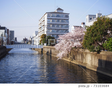 朝日を浴びる川沿いの桜 73103684
