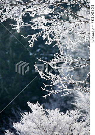 霧氷の森 73103851