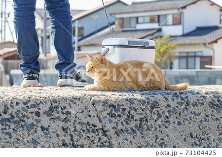 相島の猫 73104425