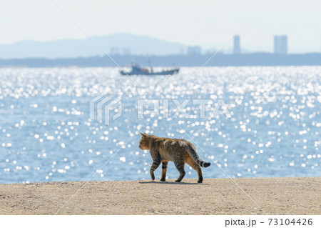 相島の猫 73104426
