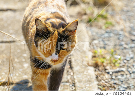 相島の猫 73104432
