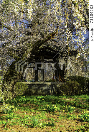 長野県 安養寺の鍾塔とシダレザクラ 長野県 安養寺の鍾塔とシダレザクラ 73104532