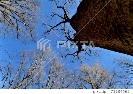 冬の代々木公園 落葉樹 長く伸びる影の風景 冬の代々木公園 落葉樹 長く伸びる影の風景 73104563