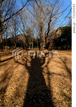 冬の代々木公園　落葉樹　長く伸びる影の風景 73104565
