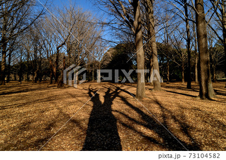 冬の代々木公園 落葉樹 長く伸びる影の風景 冬の代々木公園 落葉樹 長く伸びる影の風景 73104582