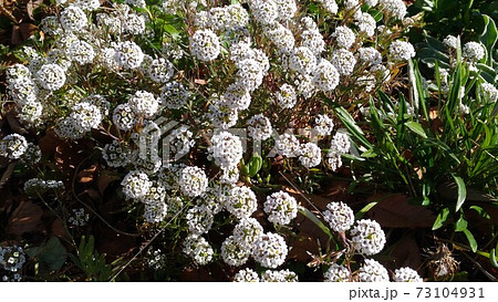 小さい白い花が集まったヒメツルソバの花の写真素材