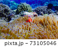 カラフル沖縄 73105046