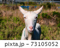 畑のなかの山羊 73105052