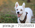 微笑み 73105053
