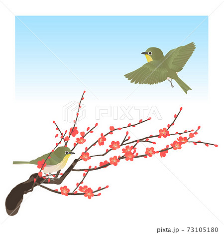 紅梅とかわいい野鳥メジロのベクターイラストのイラスト素材