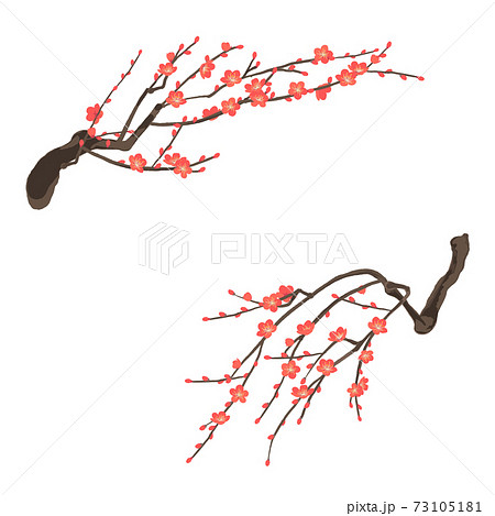 紅梅 梅の花のベクターイラスト 紅梅 梅の花のベクターイラスト 73105181