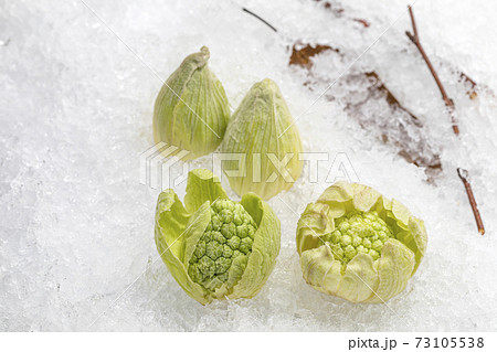 雪の上に花芽を出したふきのとう_イメージ写真 雪の上に花芽を出したふきのとう_イメージ写真 73105538
