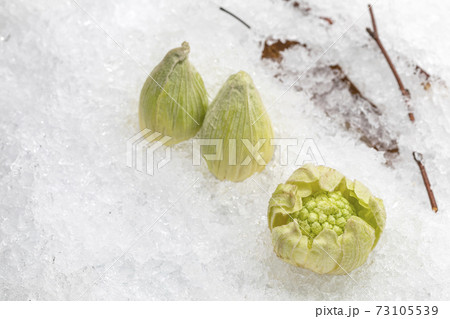 雪の上に花芽を出したふきのとう_イメージ写真 73105539