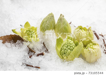 雪の上に花芽を出したふきのとう_イメージ写真 73105544