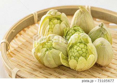 白バックでざるの上に並べたふきのとう 73105677