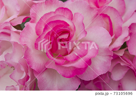 公式 バラ 薔薇 ピンク色々 限定製作 Www Ijqr Net