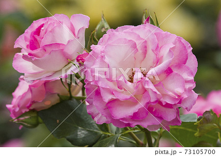 薔薇園にピンク色と白色の薔薇の花が咲いています。このバラの名前はボルデュール・ローズです。 薔薇園にピンク色と白色の薔薇の花が咲いています。このバラの名前はボルデュール・ローズです。 73105700