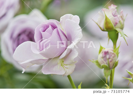 薔薇園に紫色のバラが咲いています。このバラの名前はブルーバリューです。 73105774