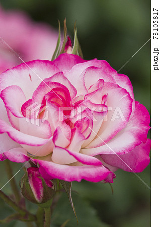 薔薇園にピンク色と白色の薔薇の花が咲いています このバラの名前はニコールです の写真素材