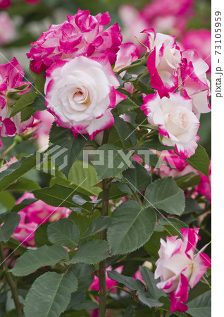 薔薇園にピンク色と白色の薔薇の花が咲いています。このバラの名前はデスティニィです。 薔薇園にピンク色と白色の薔薇の花が咲いています。このバラの名前はデスティニィです。 73105959