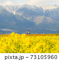 菜の花畑と雪山 73105960