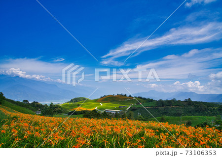Wild Orange Daylily flowers bloom all over the mountains and fields, Taiwan. Wild Orange Daylily flowers bloom all over the mountains and fields, Taiwan. 73106353