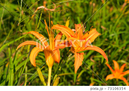 Hemerocallis fulva is a beautiful plant in bloom. Common Day-lily. Hemerocallis fulva is a beautiful plant in bloom. Common Day-lily. 73106354