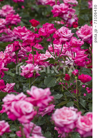 薔薇園にピンク色の薔薇の花が咲いています。このバラの名前はプリンセス・チチブです。 薔薇園にピンク色の薔薇の花が咲いています。このバラの名前はプリンセス・チチブです。 73106430