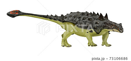 を安く買う方法 アンキロサウルス類ユーオプロケファルスの装甲板 アンティーク/コレクション