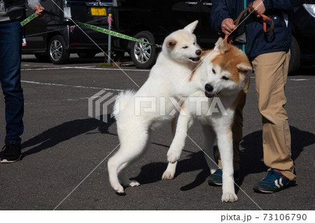 秋田犬のじゃれあい 秋田県大館市にて 秋田犬のじゃれあい 秋田県大館市にて 73106790