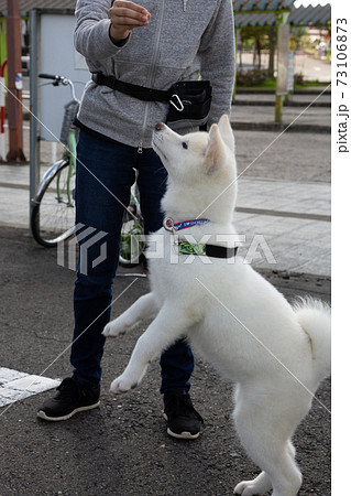 縦構図 えさのおねだり 秋田犬 おもち ちゃん 秋田県大館市にての写真素材