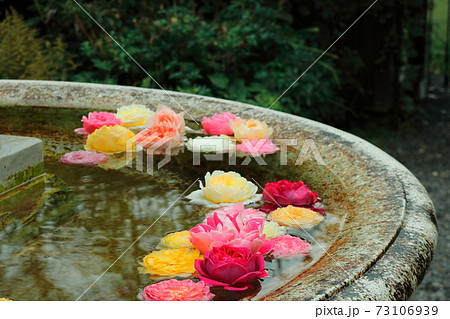 水に浮かぶ綺麗なバラの花 73106939