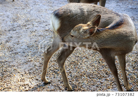 奈良公園で散歩する鹿 奈良公園で散歩する鹿 73107382