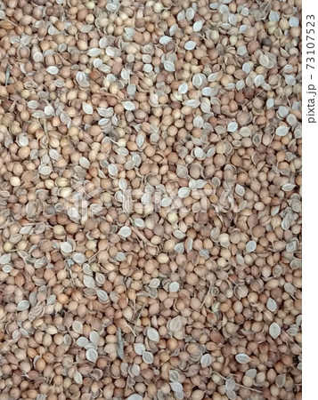 spicy and healthy coriander stock 73107523