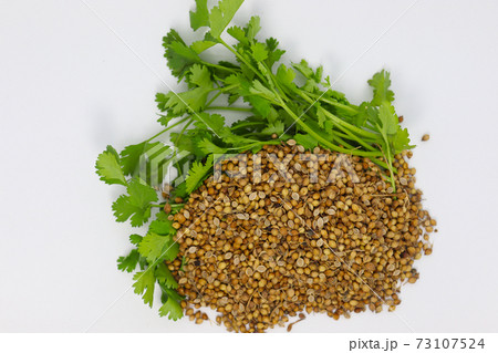 spicy and healthy coriander stock with leaf 73107524